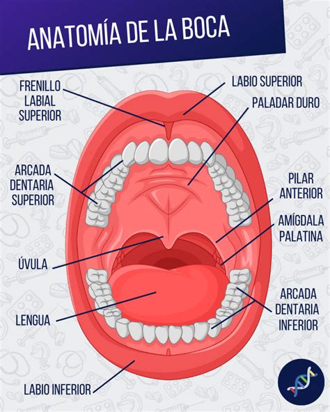 BUCAL .
